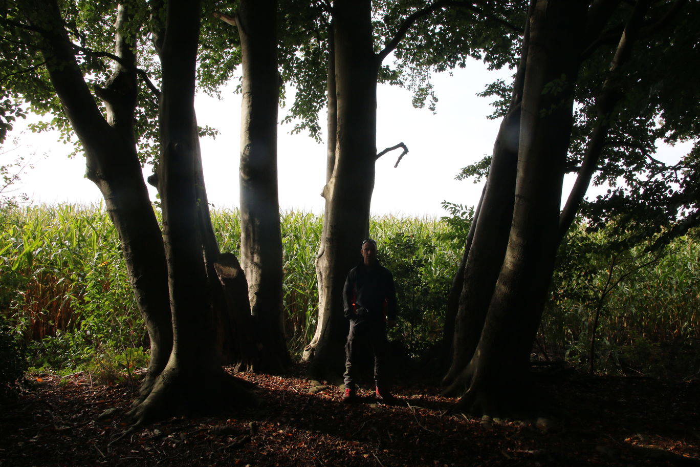 Bijzondere bomen en hun groeiwijze