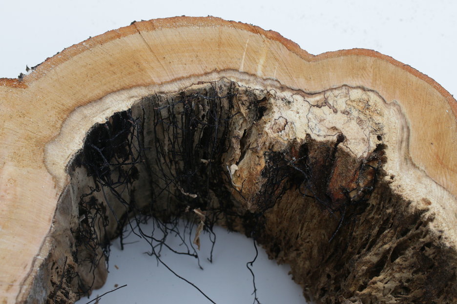 De honingzwam is een parasiet welke houtrot in bomen veroorzaakt