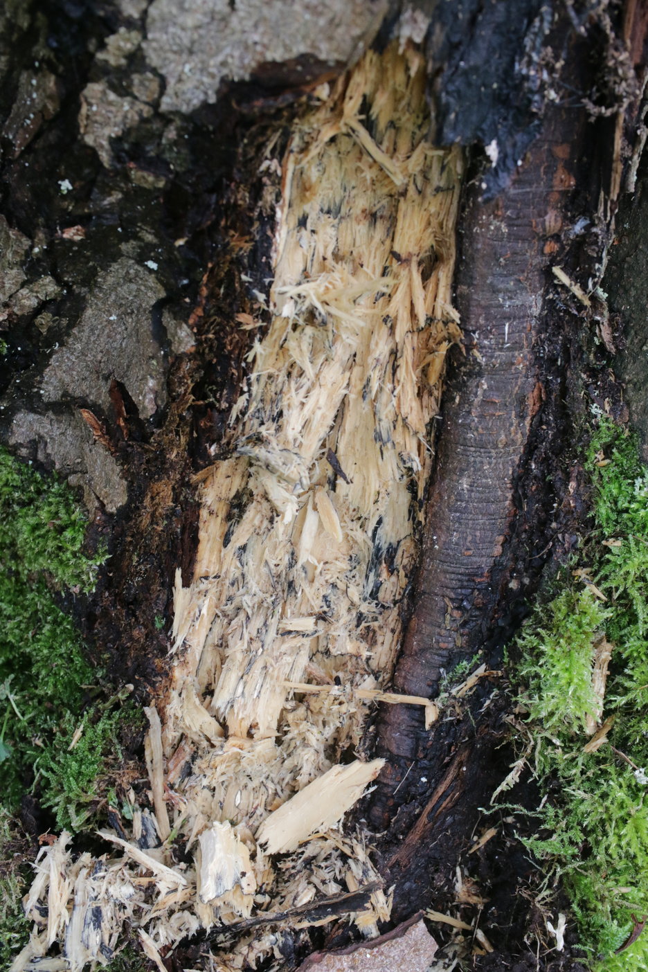 gevolgen: verwoest hout