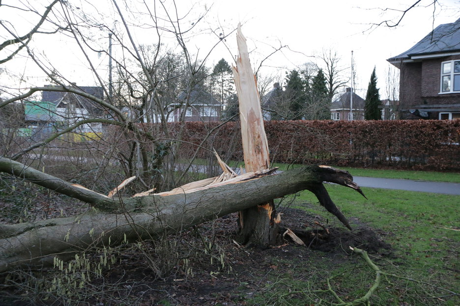 een door de honingzwam aangetaste boom (Wilhelminapark)