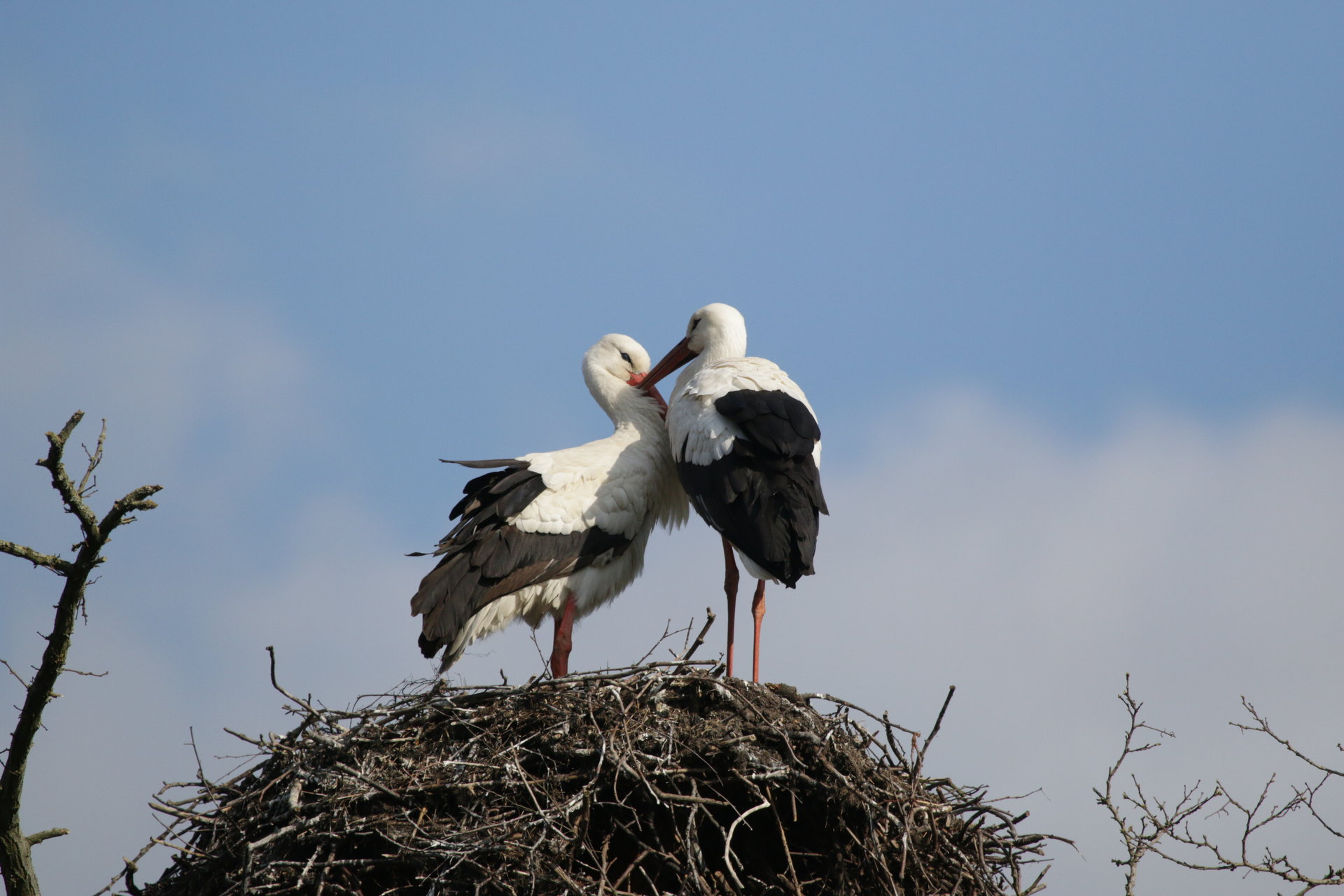 foto bewoond nest 11/04/2019 om 17:13