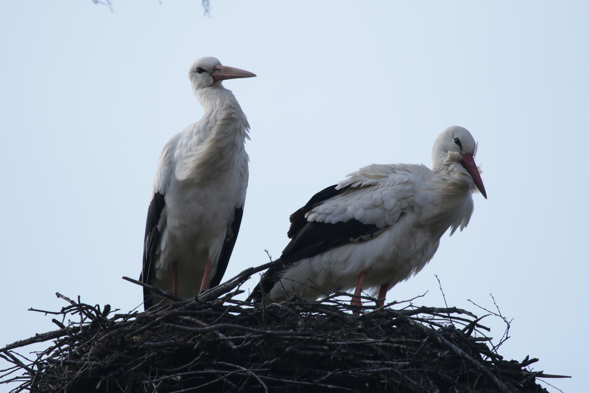 foto bewoond nest 11/04/2019 om 17:13