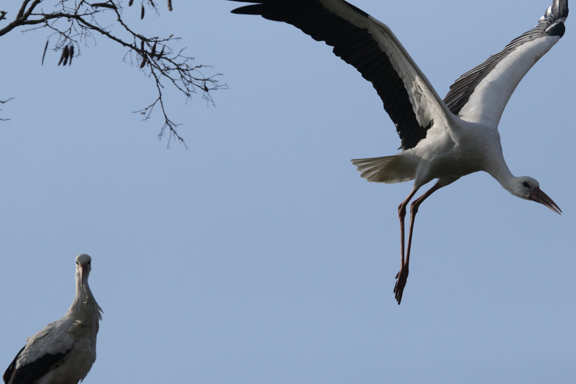 foto 11/04/2019 om 17:13 - niet geringde vogels