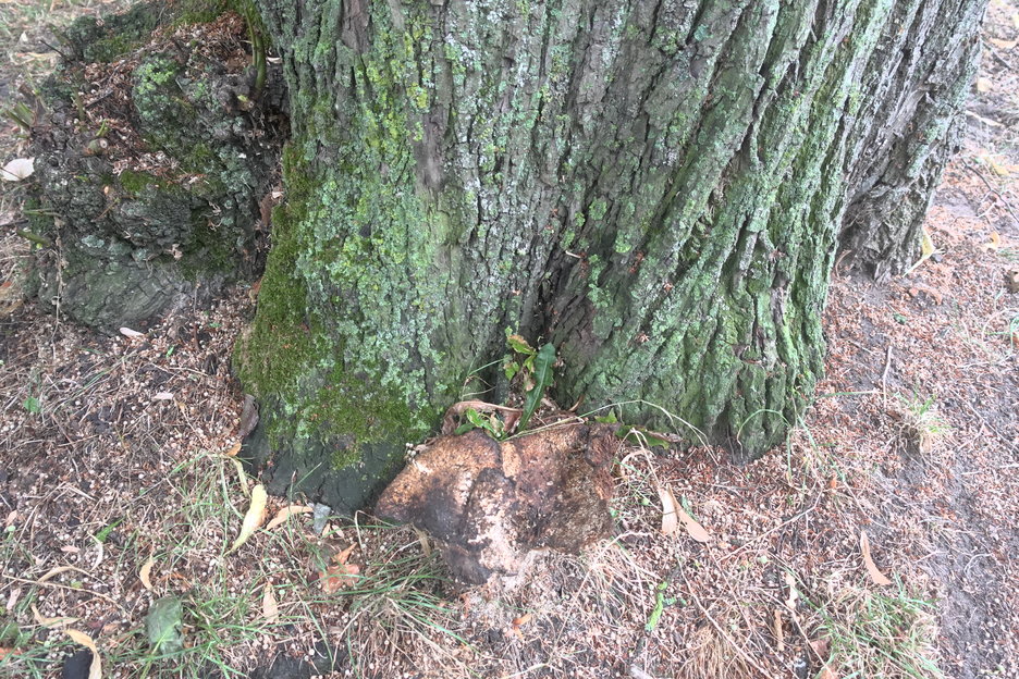 16:32:27 - dezelfde boom met detail vruchtlichamen zwam (vermoedelijk zadelzwam)