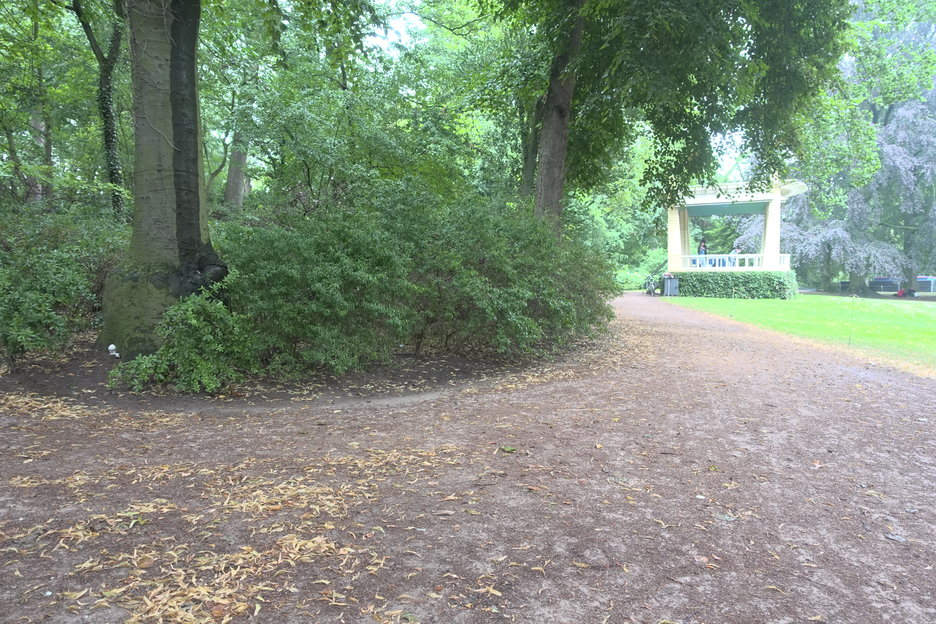 16:32:47 - dikke beuk met zwam (wit vruchtlichaam)