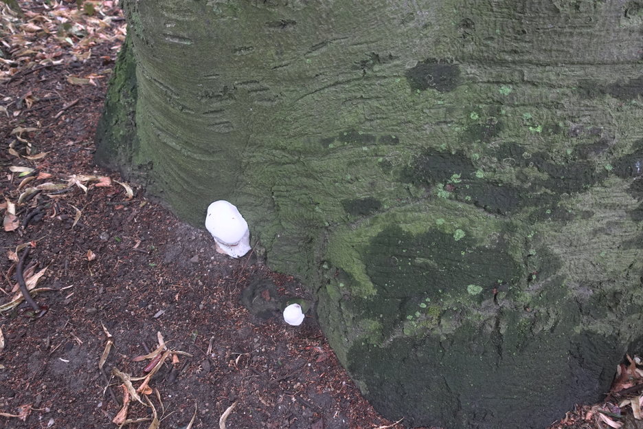 16:33:48 - onvolgroeid vruchtlichaam (vermoedelijk fam. Ganoderma)