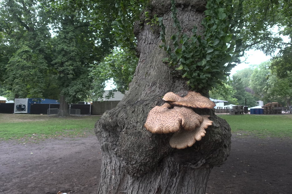 16:37:59 - iep met zadelzwammen