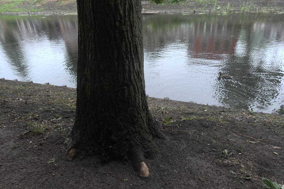 16:43:11 - wortelschade door transport