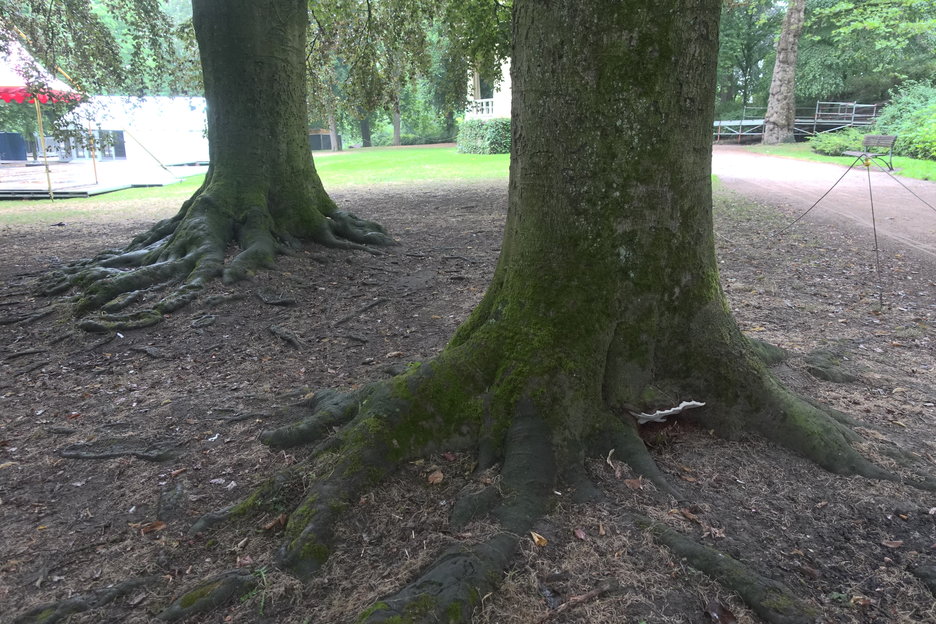 16:57:13 - beuken met vruchtlichamen