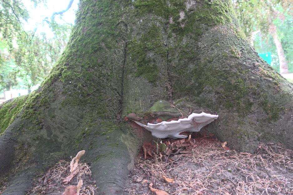 16:57:34 - beuken met vruchtlichamen