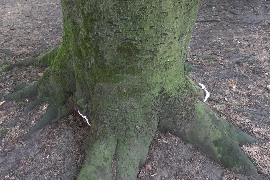 16:58:02 - beuken met vruchtlichamen