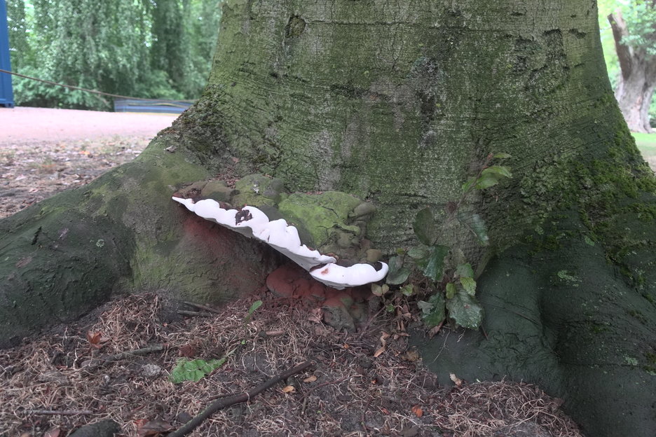 16:58:26 - beuken met vruchtlichamen