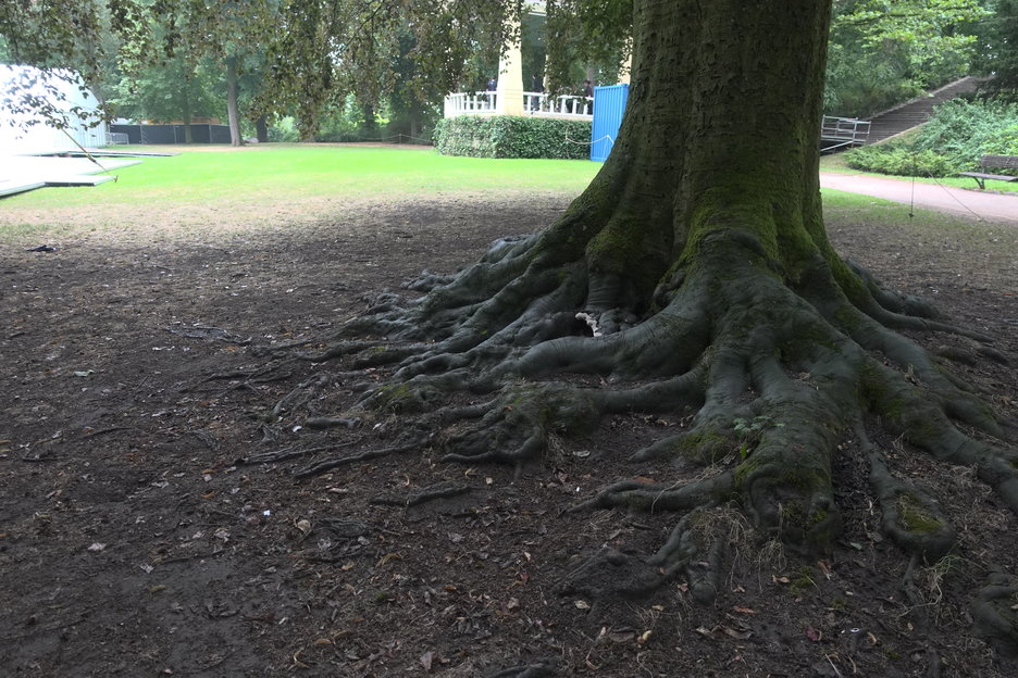 16:59:08 - beuken met vruchtlichamen