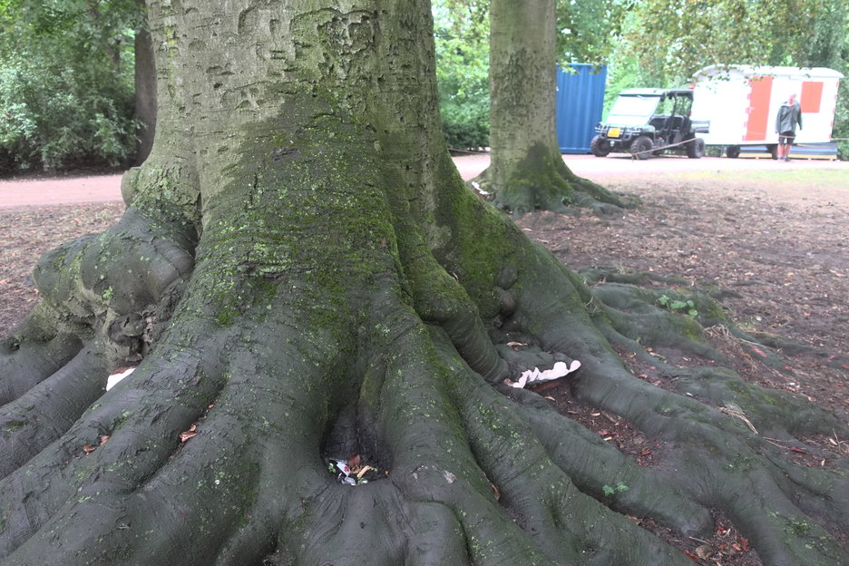 16:59:51 - beuken met vruchtlichamen