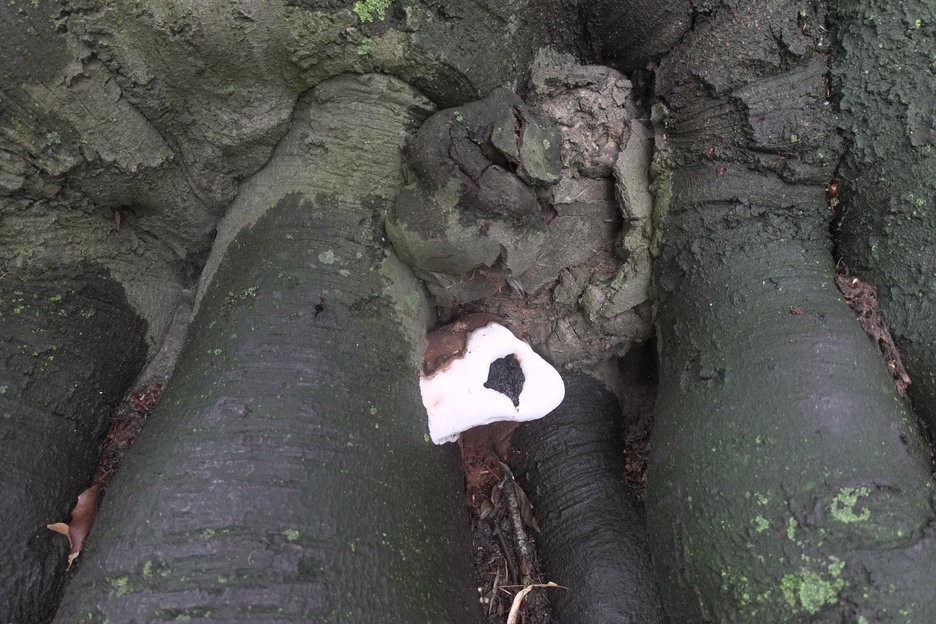 17:00:01 - beuken met vruchtlichamen