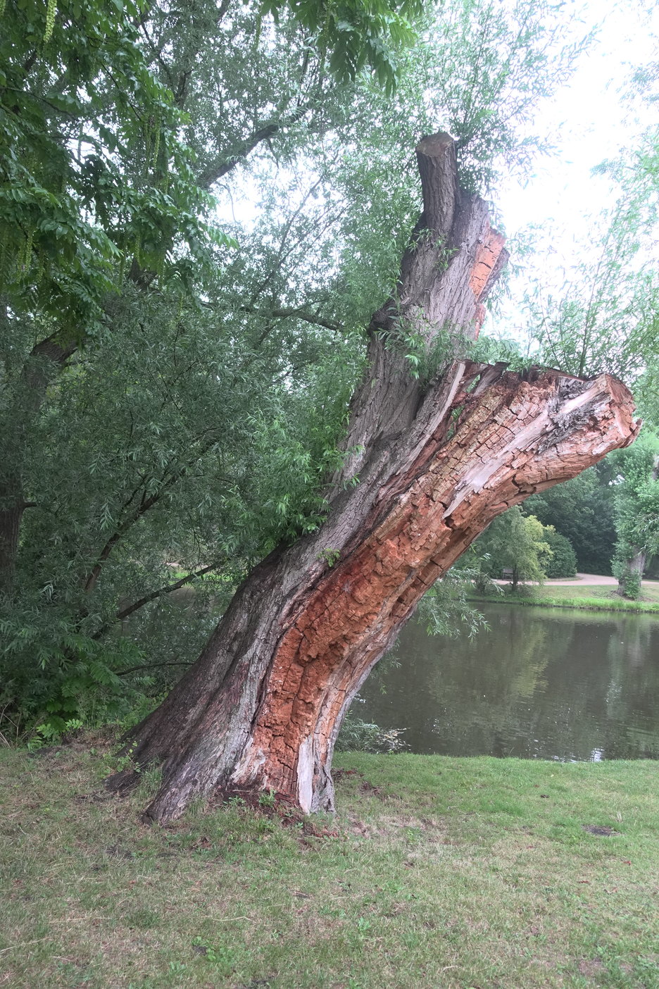 17:32:24 - in deze boom zitten vleermuizen