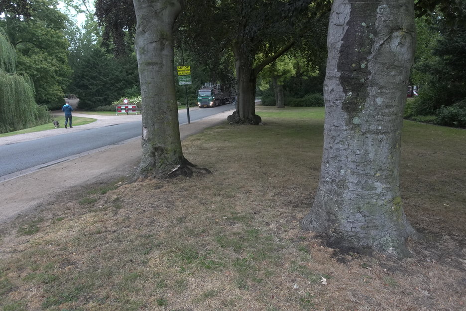 17:40:23 ingang park - let op de vele vruchtlichamen van zwammen