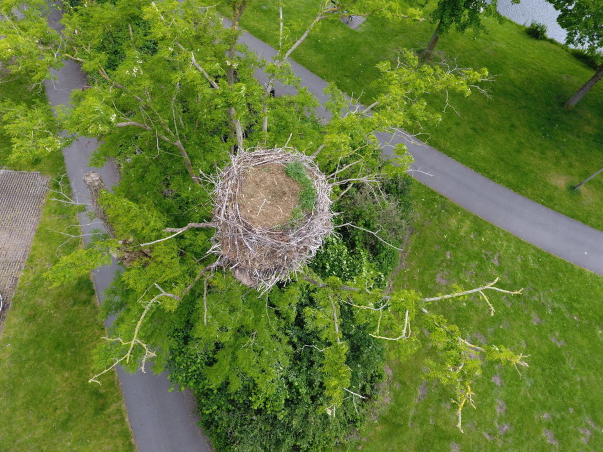 let op gras in nest