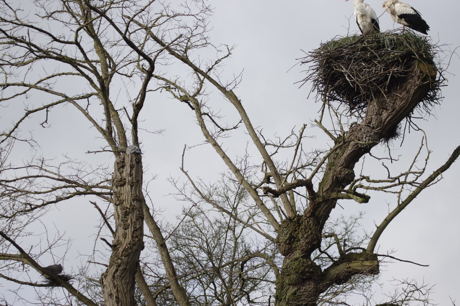 4 paren: links, midden, onder ooievaarsnest en op ooievaarsnest