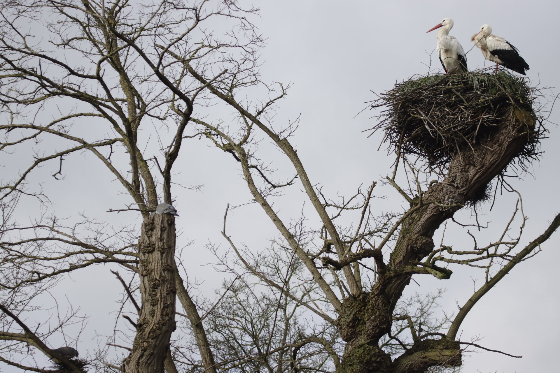 maar liefst 3 nesten met broedvogels