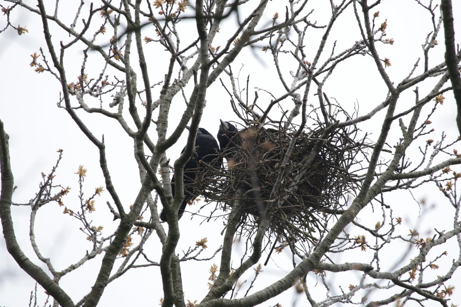 roeken op nest