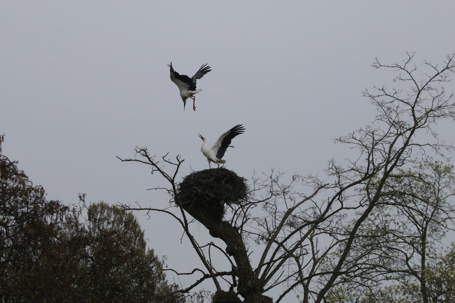 het bewoonde nest, een paartje