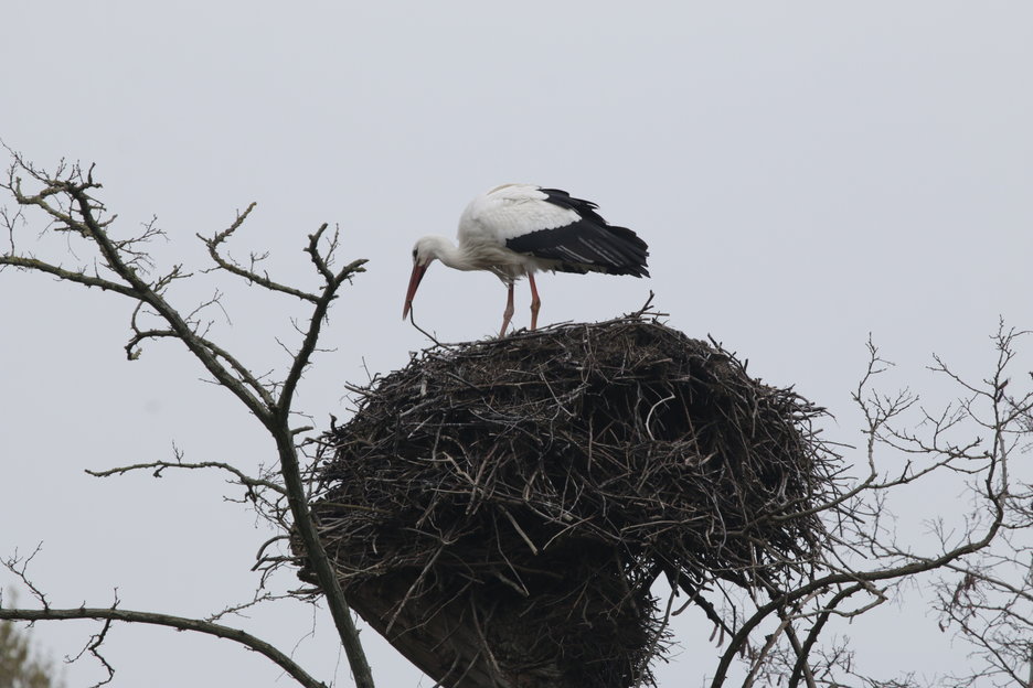 het bewoonde nest, bouwen