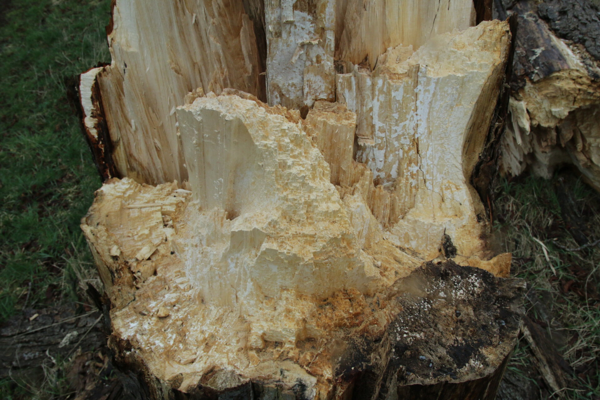 myceliumlappen in een kastanje