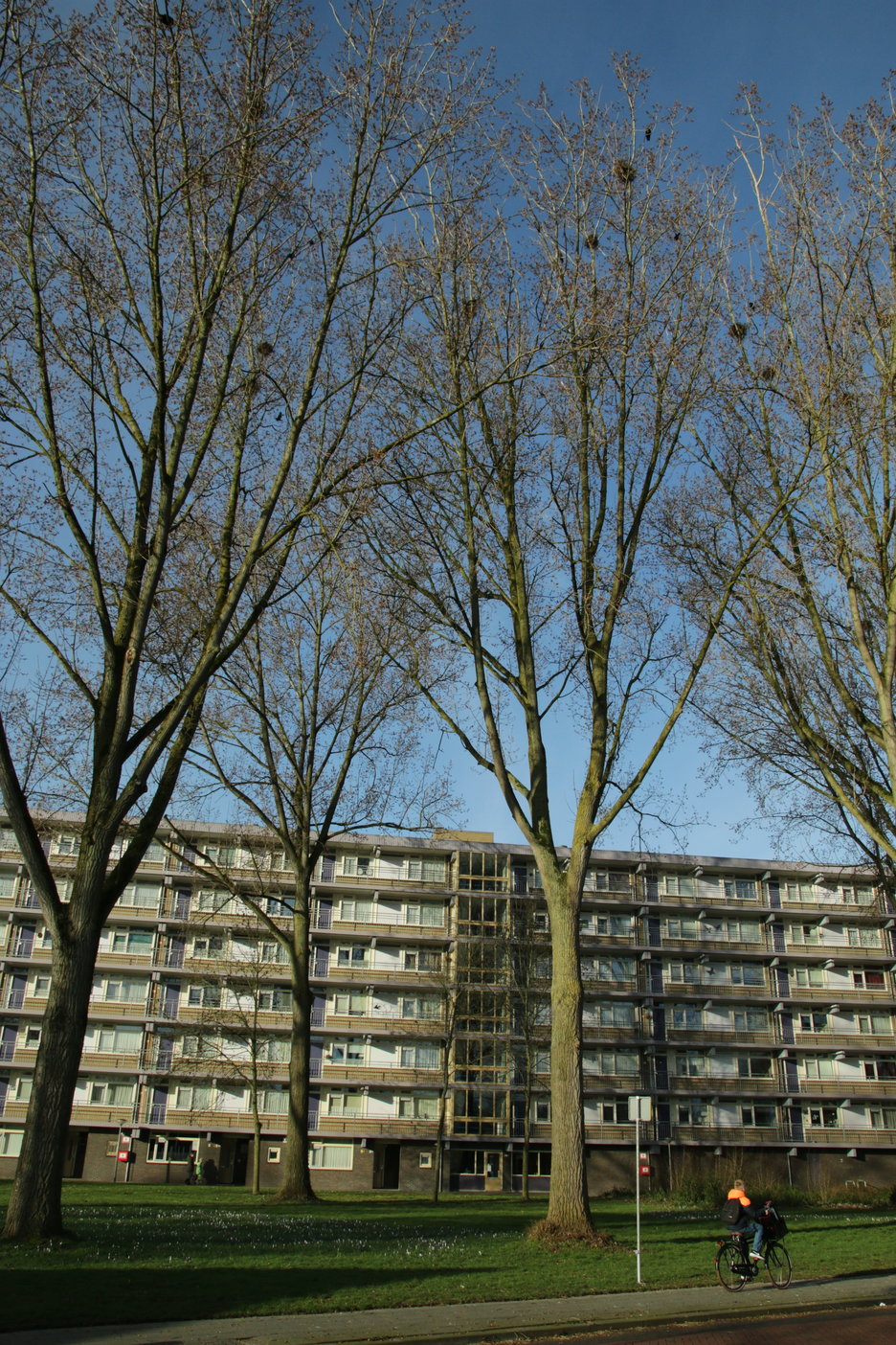 overzicht bomen, roeken en flats