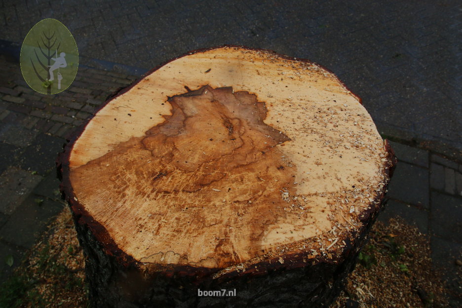 het verkleurde hout is aangetast door houtrotveroorzakende zwammen