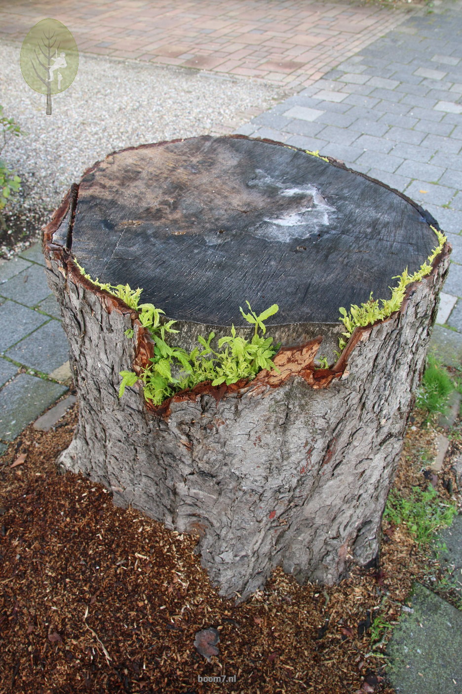 maar het cambium leeft nog en zorgt voor uitlopers