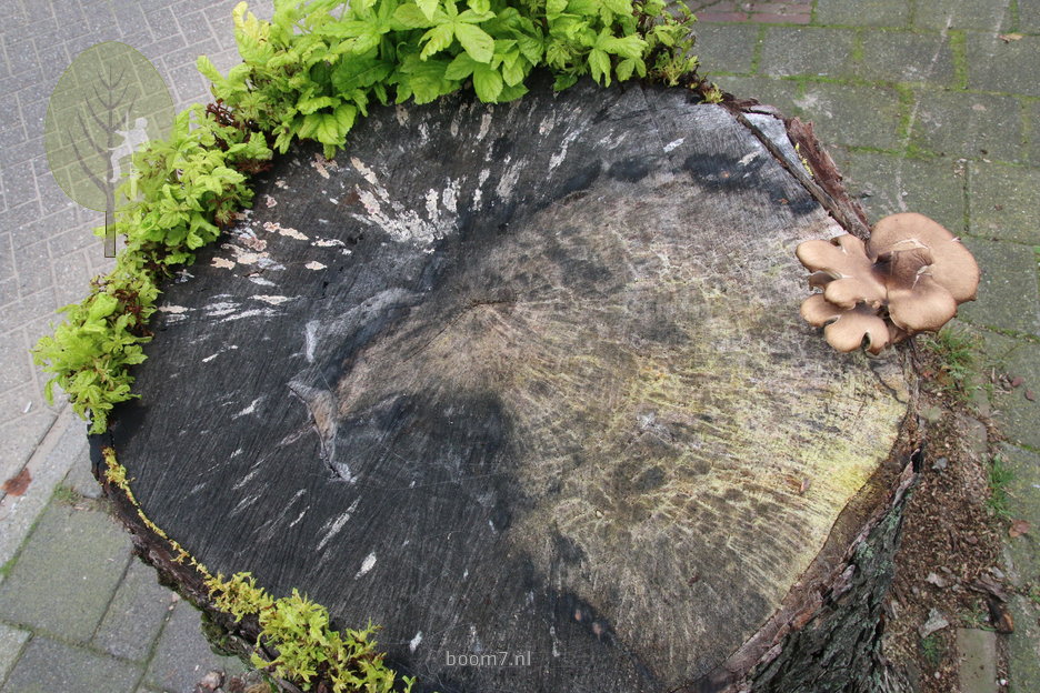 vruchtlichaam van de zwam welke voor de verkleuring van het hout zorgde: noodbloei